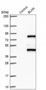 Anti-BLNK antibody produced in rabbit 