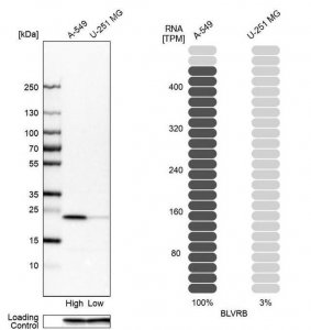 Anti-BLVRB antibody produced in rabbit 