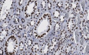 Anti-Bmi-1 Antibody, clone 1G8 ZooMAb Rabbit Monoclonal 