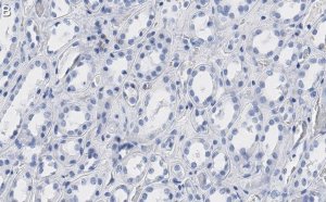 Anti-Bmi-1 Antibody, clone 1G8 ZooMAb Rabbit Monoclonal 