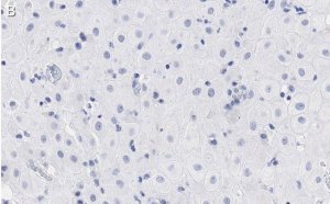 Anti-BMI-1 Antibody, clone F6 ZooMAb Mouse Monoclonal 