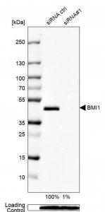 Anti-BMI1 antibody produced in rabbit 