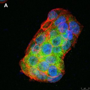 Anti-BMP-2 Antibody, clone 4O5 ZooMAb Rabbit Monoclonal 