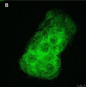 Anti-BMP-2 Antibody, clone 4O5 ZooMAb Rabbit Monoclonal 