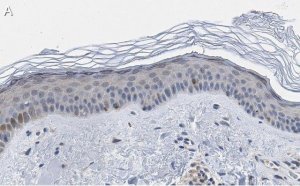 Anti-BMP-7 Antibody, clone 2D15 ZooMAb Rabbit Monoclonal 