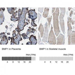 Anti-BMP1 antibody produced in rabbit 