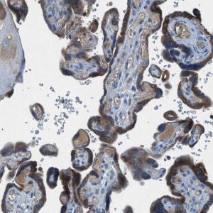Anti-BMP1 antibody produced in rabbit 