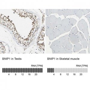 Anti-BNIP1 antibody produced in rabbit 