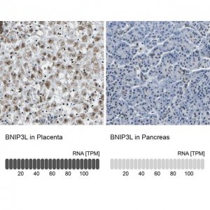 Anti-BNIP3L antibody produced in rabbit 