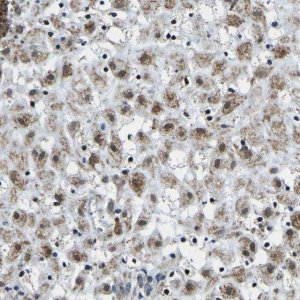 Anti-BNIP3L antibody produced in rabbit 