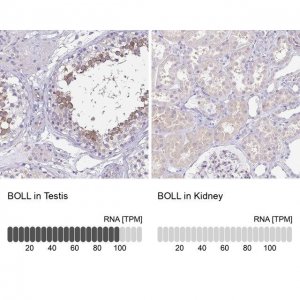 Anti-BOLL antibody produced in rabbit 