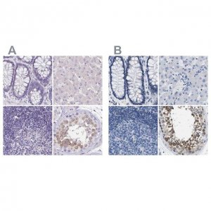 Anti-BOLL antibody produced in rabbit 