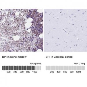 Anti-BPI antibody produced in rabbit 