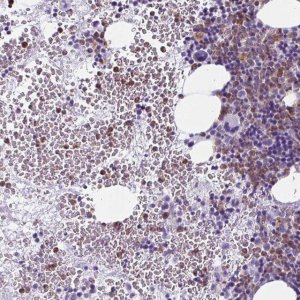 Anti-BPI antibody produced in rabbit 