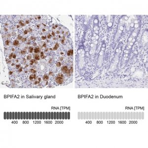 Anti-BPIFA2 antibody produced in rabbit 