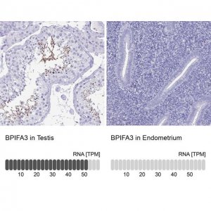 Anti-BPIFA3 antibody produced in rabbit 