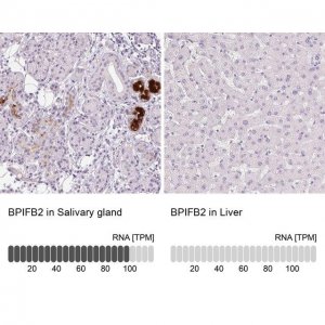 Anti-BPIFB2 antibody produced in rabbit 