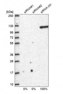 Anti-BRD2 antibody produced in rabbit 