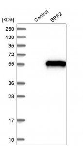 Anti-BRF2 antibody produced in rabbit 