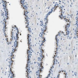 Anti-BRICD5 antibody produced in rabbit 