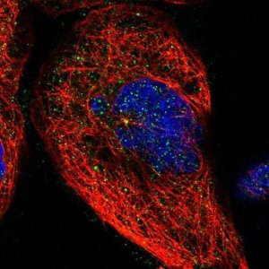 Anti-BRMS1 antibody produced in rabbit HPA019637-100UL