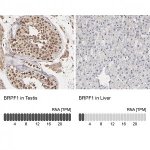 Anti-BRPF1 antibody produced in rabbit 