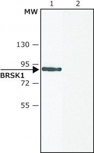 Anti-BRSK1 (C-terminal) antibody produced in rabbit SAB4200393-200UL