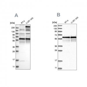 Anti-BSDC1 antibody produced in rabbit 