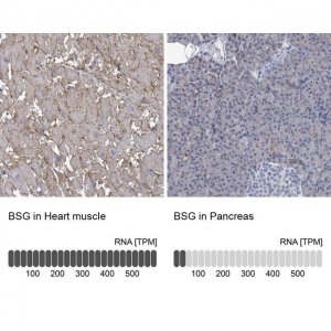 Anti-BSG antibody produced in rabbit 