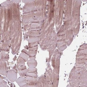 Anti-BTBD1 antibody produced in rabbit 