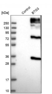 Anti-BTG3 antibody produced in rabbit 