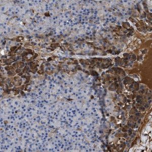 Anti-BTG3 antibody produced in rabbit 