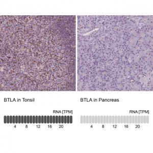 Anti-BTLA antibody produced in rabbit 