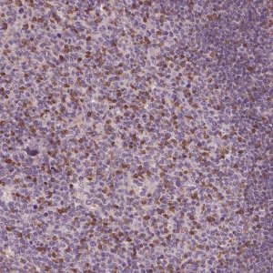 Anti-BTLA antibody produced in rabbit 