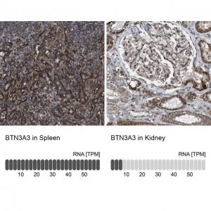 Anti-BTN3A3 antibody produced in rabbit 