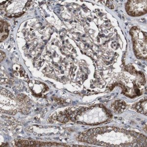 Anti-BTN3A3 antibody produced in rabbit 