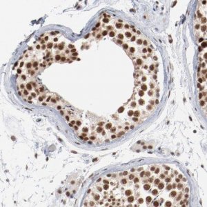 Anti-BUB3 antibody produced in rabbit 