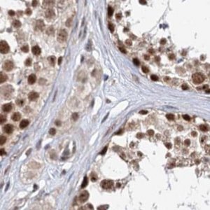 Anti-BUD13 antibody produced in rabbit 