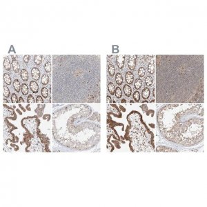 Anti-BYSL antibody produced in rabbit 