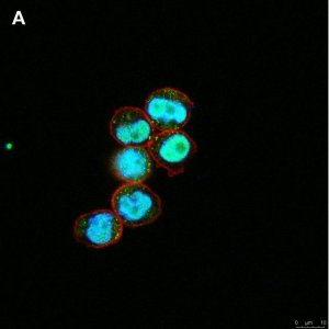 Anti-C-EBP alpha Antibody, clone 2E17, ZooMAb Rabbit Monoclonal 