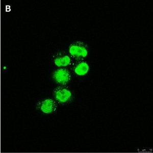 Anti-C-EBP alpha Antibody, clone 2E17, ZooMAb Rabbit Monoclonal 