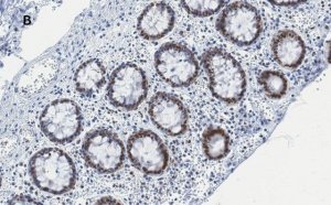 Anti-C-EBP beta Antibody, clone 8G18, ZooMAb Rabbit Monoclonal 