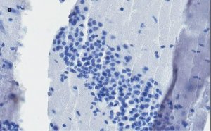 Anti-c-Fos Antibody, clone 1D10, ZooMAb Rabbit Monoclonal 