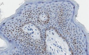 Anti-c-Jun Antibody, clone 1G8 ZooMAb Rabbit Monoclonal 