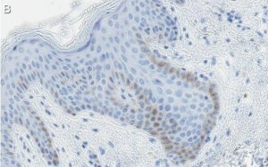 Anti-c-Jun Antibody, clone 1G8 ZooMAb Rabbit Monoclonal 