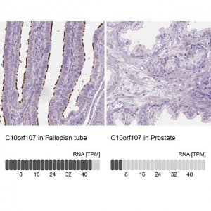 Anti-C10orf107 antibody produced in rabbit 