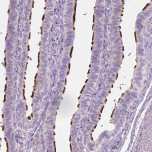 Anti-C10orf107 antibody produced in rabbit 