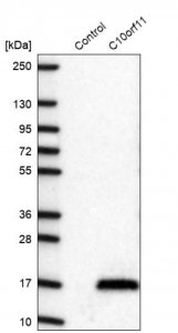Anti-C10ORF11 antibody produced in rabbit 