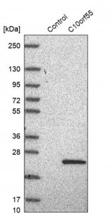 Anti-C10orf55 antibody produced in rabbit 