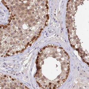 Anti-C10orf55 antibody produced in rabbit 